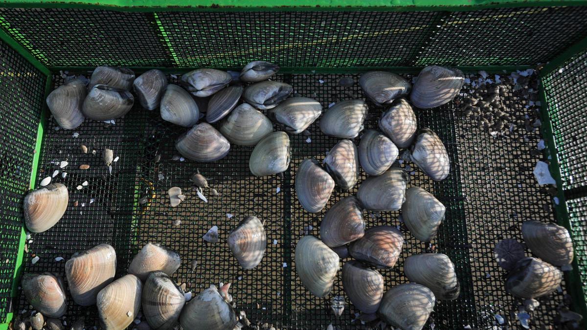 Clams wait to be measured by Cal Poly students before they are returned to the sand on May 29, 2025.