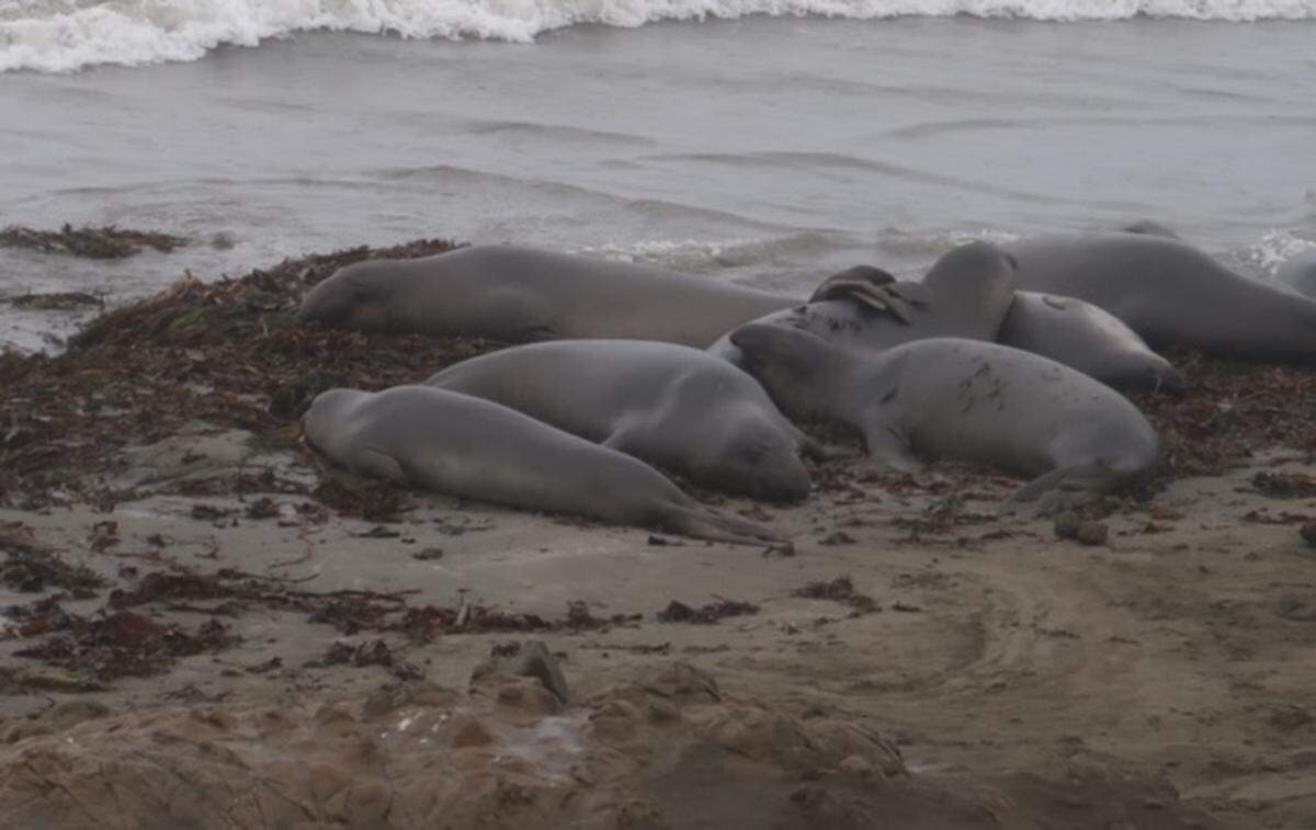 Young elephant seals rest on cool kelp piles at Piedras Blancas rookery north of San Simeon, washed in from the offshore kelp forest. Check the growing nose on the young male in front.