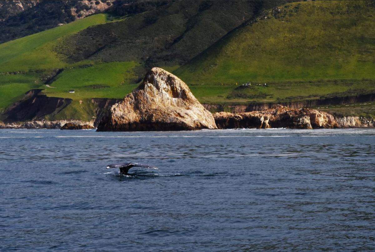 PG&E meteorologist John Lindsey captured this photo of a gray whale near the Diablo Canyon power plant on Tuesday, March 19, 2019.