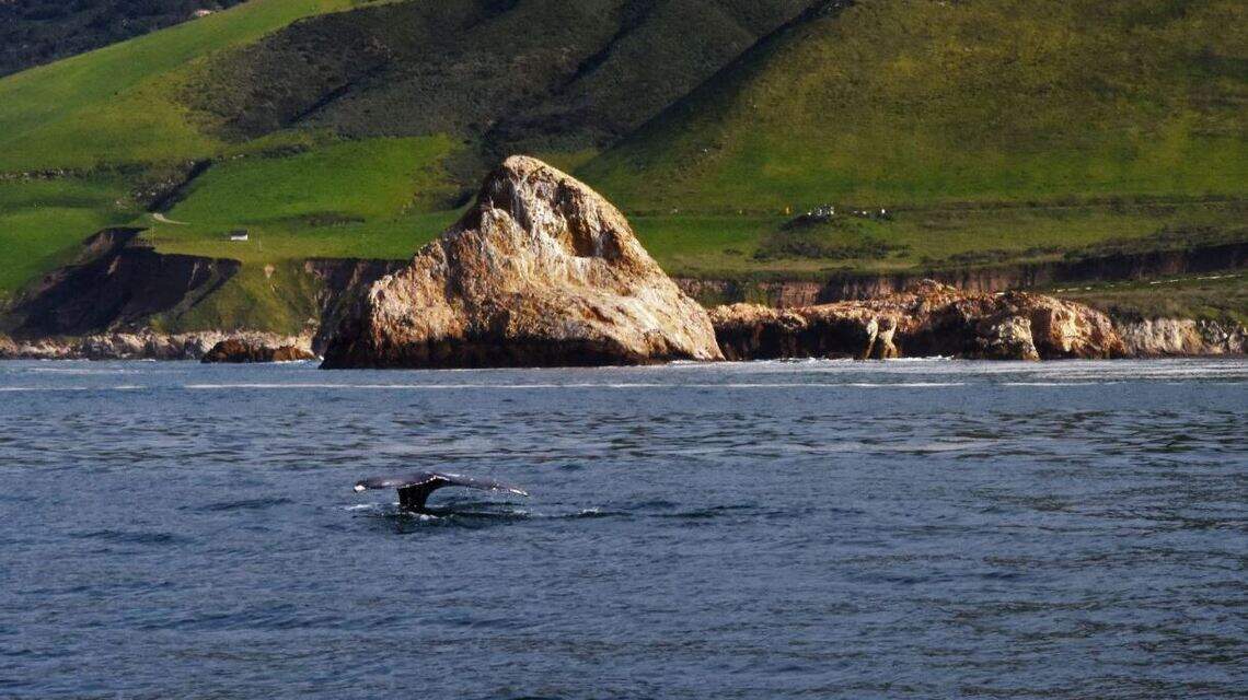 Gray whales are swimming up California’s Central Coast. Here’s how to see them