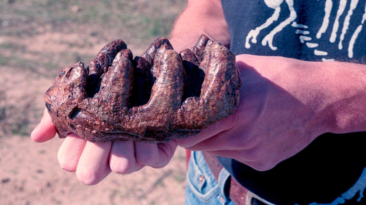 Mastodon molar fossil found near San Miguel by Rex Saint’Onge paleontologist, photo from Oct. 20, 1994.