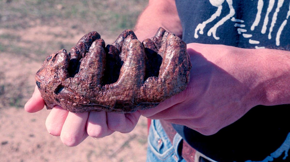 Mastodon molar fossil found near San Miguel by Rex Saint’Onge paleontologist, photo from Oct. 20, 1994.