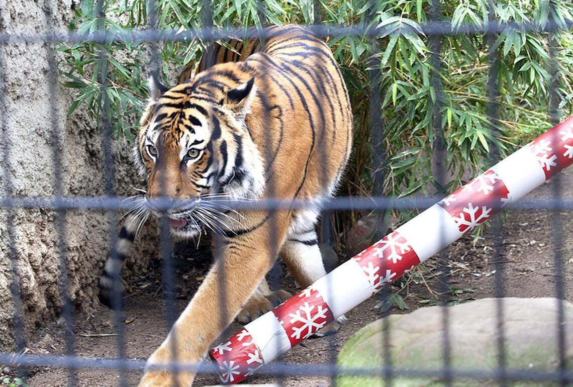 Zoo Christmas