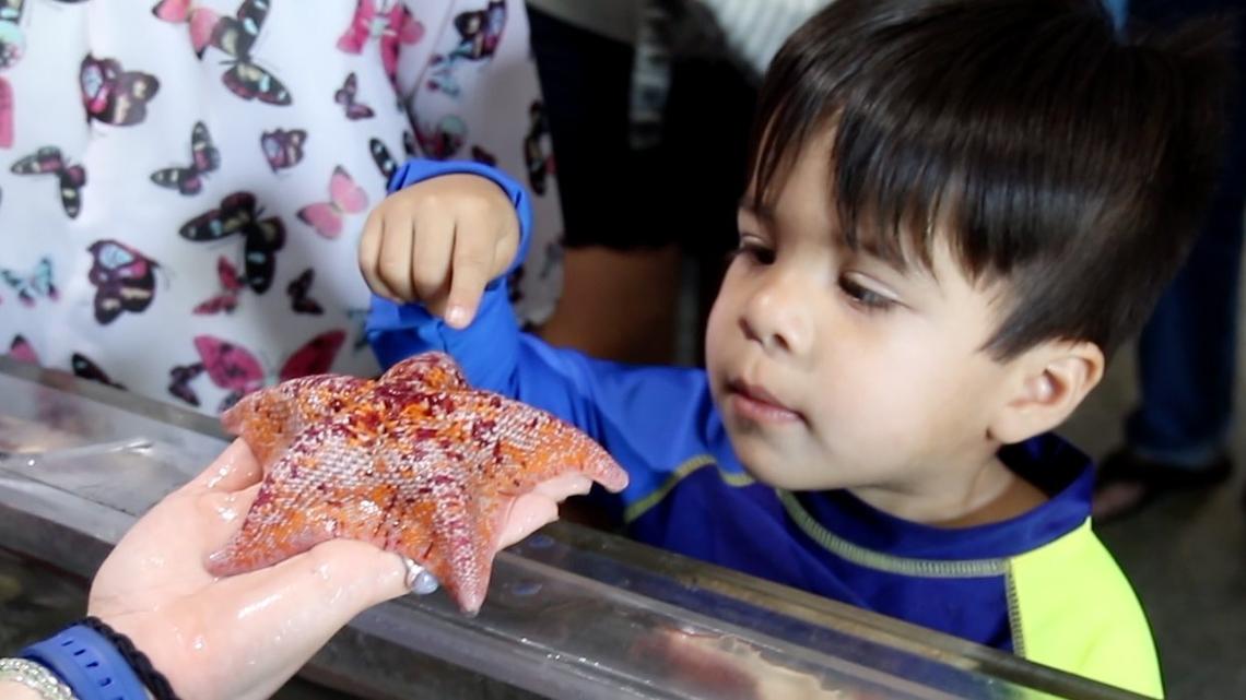 Caleb Sanchez, 2, touches a sea star held by Maureen Abert, aquarium coordinator at Central Coast Aquarium in Avila Beach. The organization is launching a campaign to raise money for a new, state-of-the-art aquarium in Morro Bay.