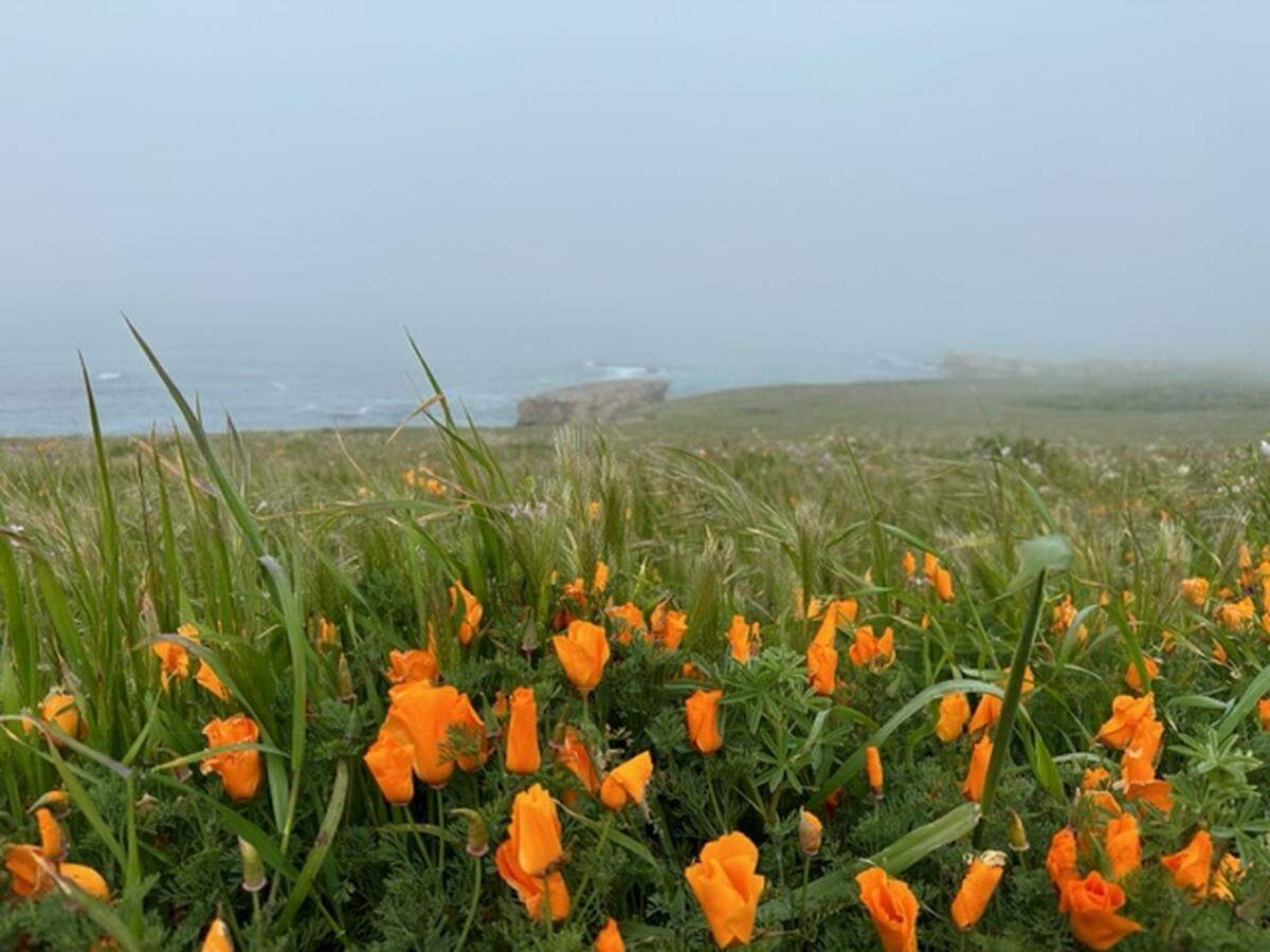 Dennis Houghton took this photo of wildflowers including California poppies at the Point Buchon trail east of Montana de Oro State Park near Los Osos on Saturday, April 8, 2023.