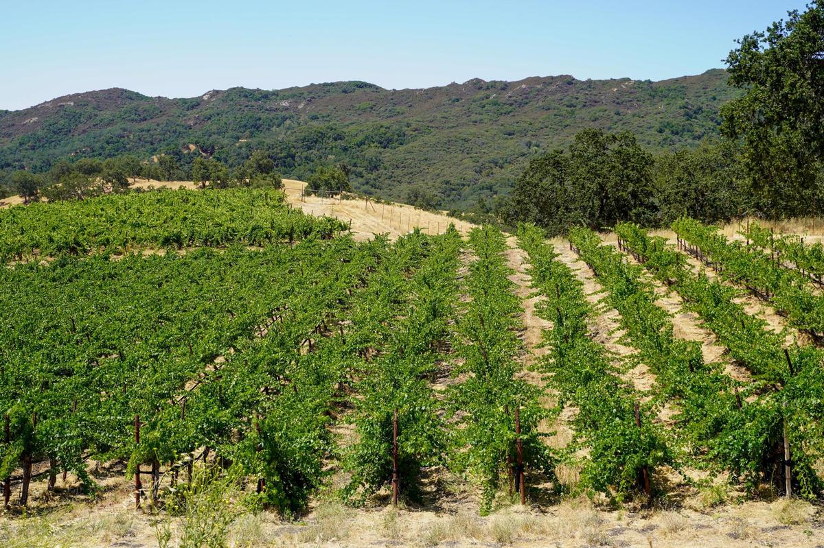 The Land Conservancy of San Luis Obispo County purchased a conservation easement over the 890-acre Adelaida Springs Ranch on Jan. 31, 2025. The Foshay family will continue to own and manage the land, but the easement blocks future development on the property.