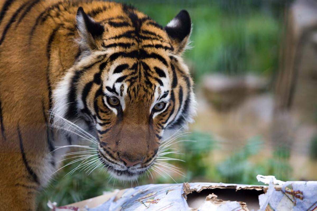 Menderu the tiger, who loves playing with boxes, opens his present on Saturday.