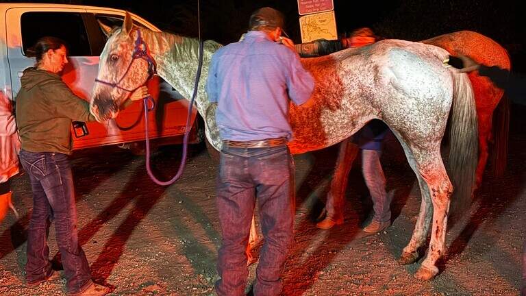 Horse tumbles 50 feet off Montaña de Oro trail, then walks 5 miles to safety