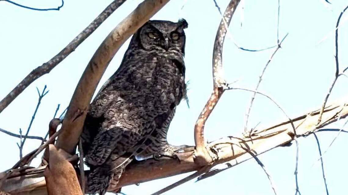 Firefighters rescue great horned owl trapped inside SLO County chimney
