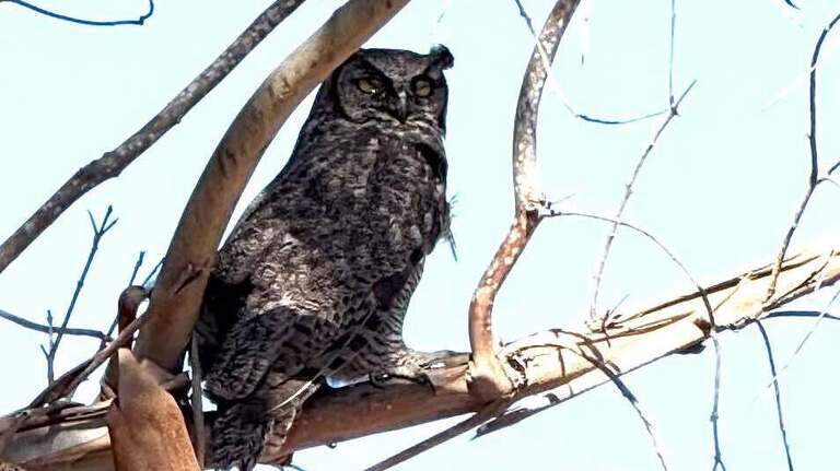 Firefighters rescue great horned owl trapped inside SLO County chimney