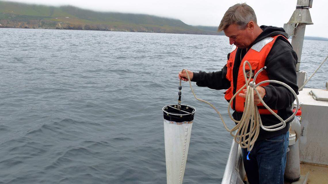 It’s ‘red tide’ season on the Central Coast. That’s not good if you’re a seafood lover