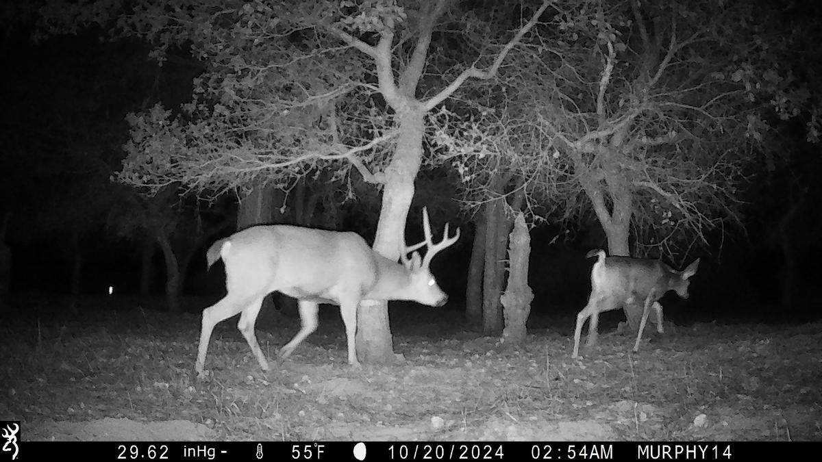 A wildlife-tracking camera caught this nighttime image of two deer in 2024 in Cambria’s Strawberry Canyon preserve for Greenspace as part of a national Snapshot USA survey.