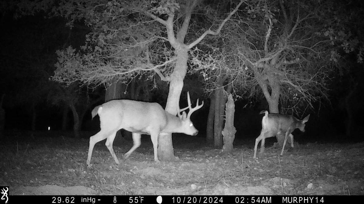 A wildlife-tracking camera caught this nighttime image of two deer in 2024 in Cambria’s Strawberry Canyon preserve for Greenspace as part of a national Snapshot USA survey.