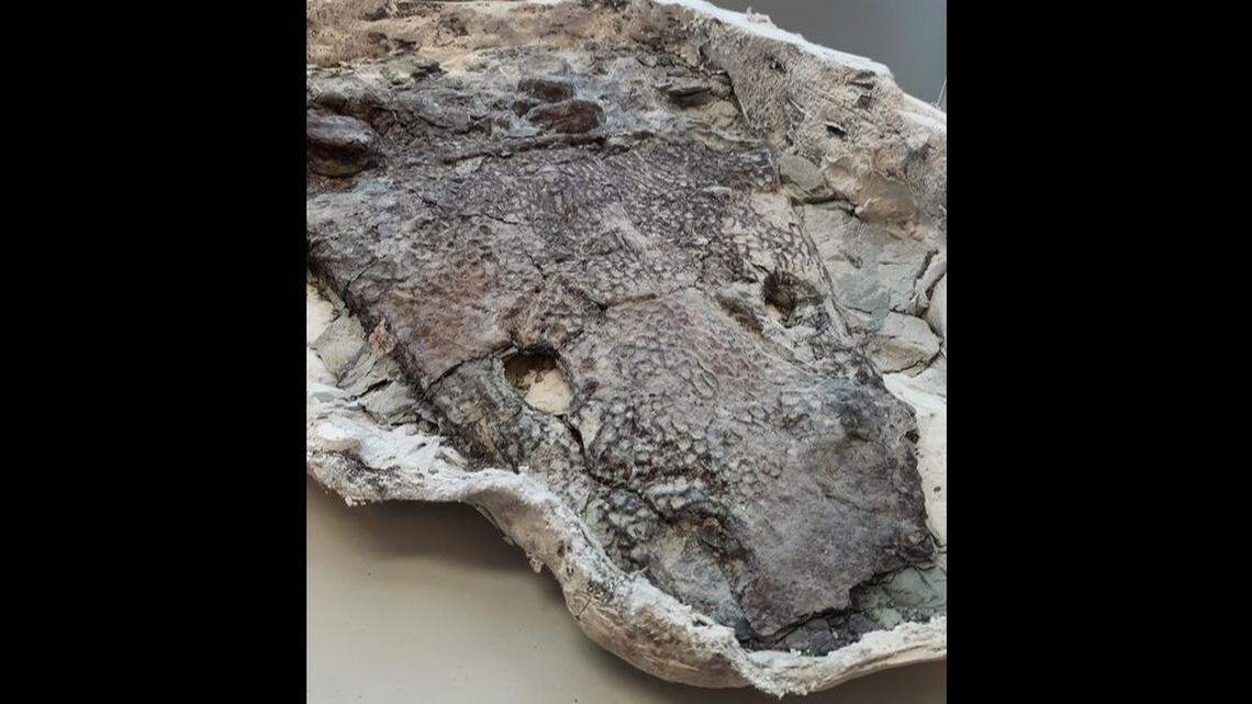 The skull of this giant prehistoric amphibian came to life when its eye sockets were uncovered in a lab at Arizona’s Petrified Forest National Park.