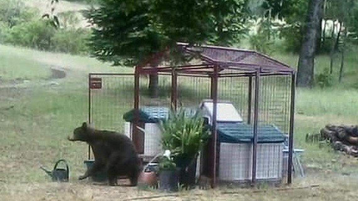 No, hungry bear, my backcountry Cambria chicken coop is not your drive-through