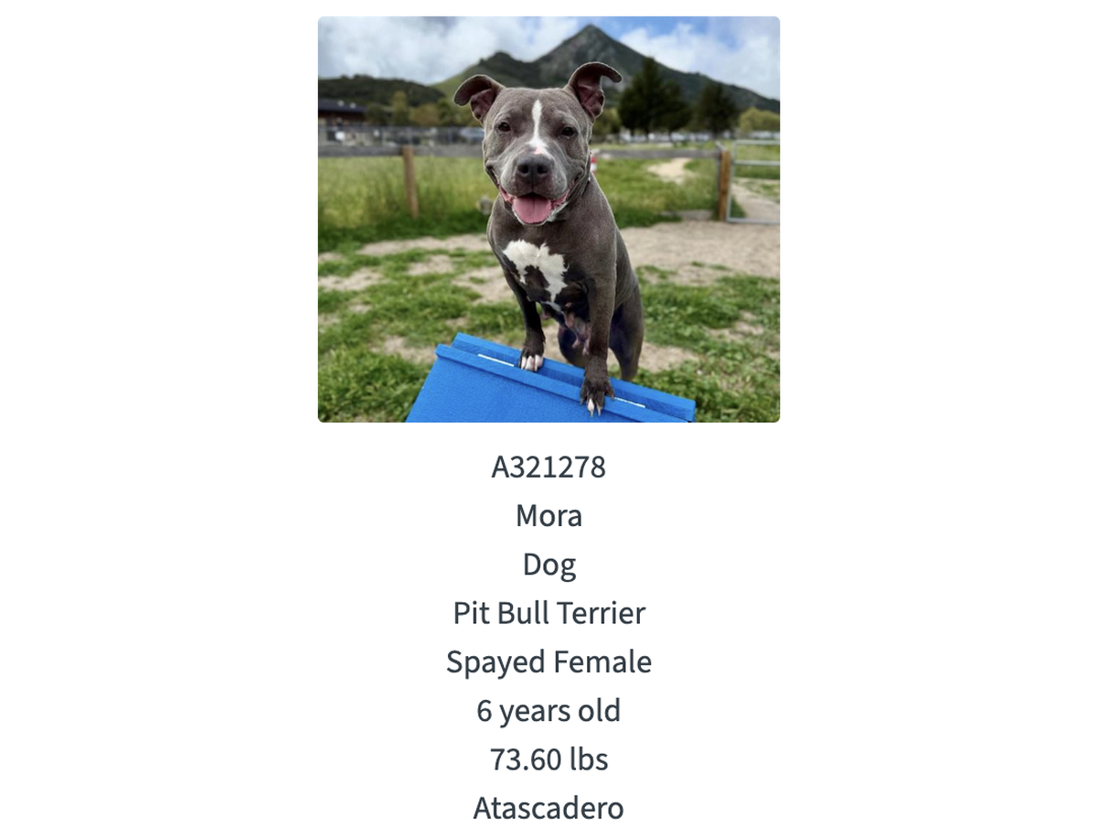 More, a 6-year-old female pit bull terrier, was available for adoption from San Luis Obispo County Animal Services on Aug. 12, 2025. The agency offered $25 adoptions for dogs and cats between Aug. 12 and Aug. 18, 2025, to help make room for incoming pets affected by the Gifford Fire.