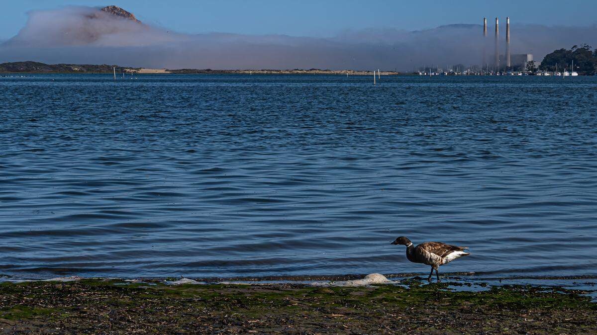 A lone black brant goose feeds on eelgrass in Morro Bay. Brant geese typically migrate from Arctic nesting grounds in northwestern Canada, Alaska and Russia to wintering sites like Morro Bay each fall, so it was a surprise to see the bird on the beach in August.