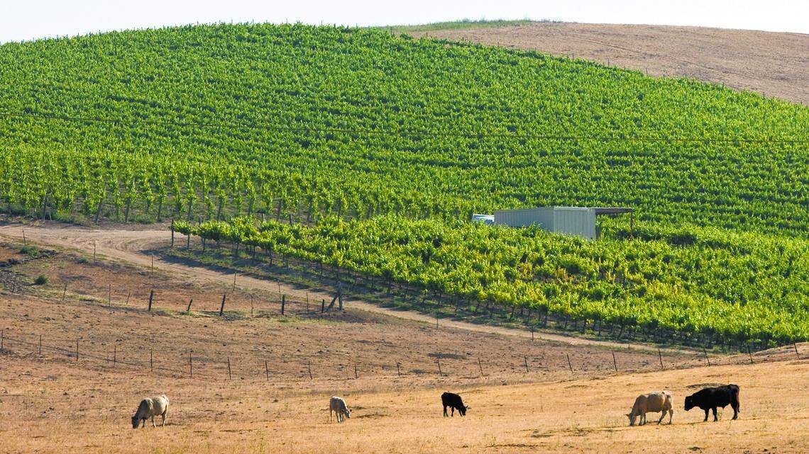 Wine and Water series strikes a chord