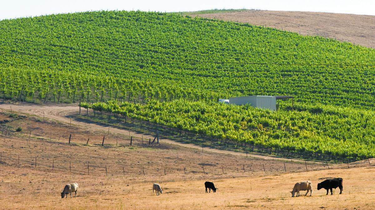 Dryland farming and ranching have given way to vineyards like this area off Linne Road just outside Paso Robles.