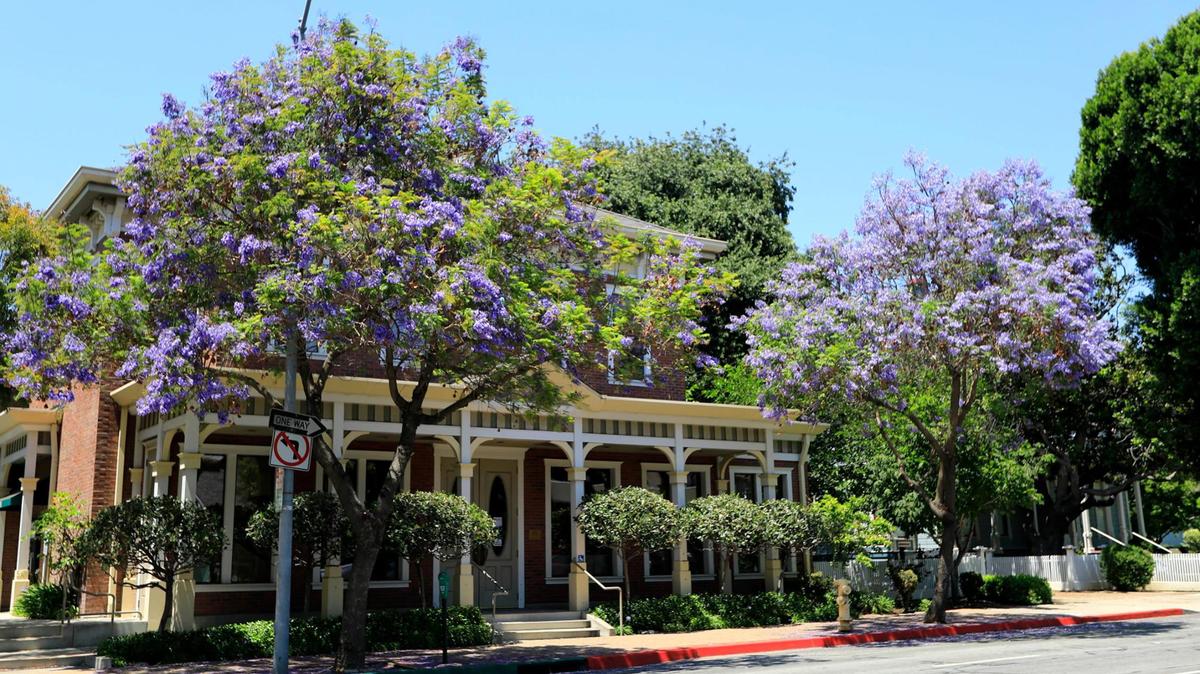 Huge masses of purple flowers in jacaranda trees are once again towering over streets throughout many areas of San Luis Obispo, along with other colorful summertime flora in Cambria.