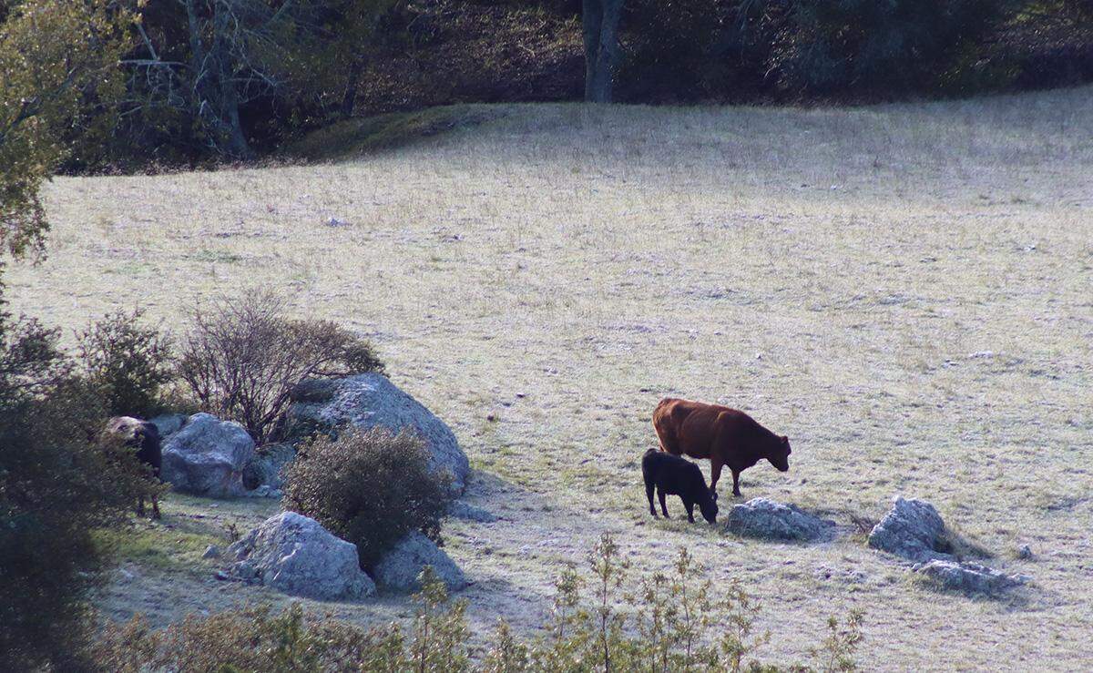 A cow and calf graze in a snowy field in west Paso Robles on Thursday, Feb. 23, 2023.