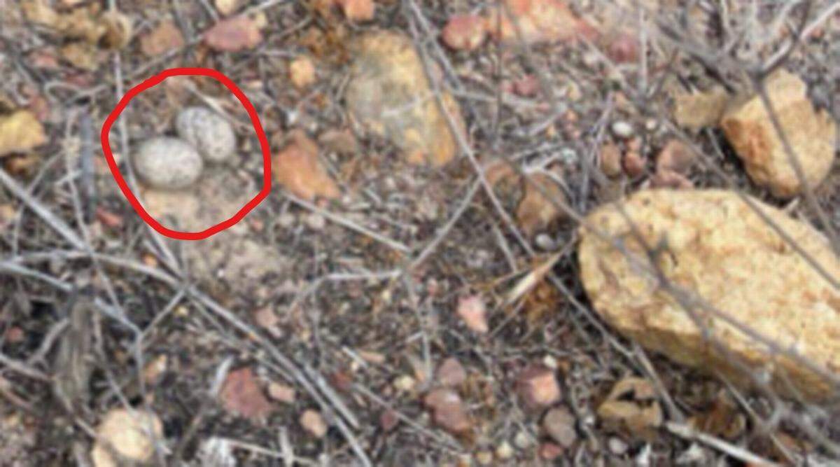 Here are the eggs, circled in the upper left of the photo.