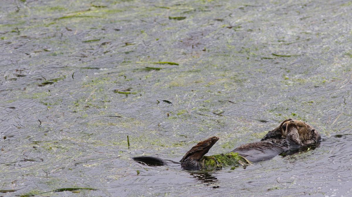 A sea otter rests in eelgrass, rubbing his face. The seagrass provides habitat for key species in the Morro Bay estuary.