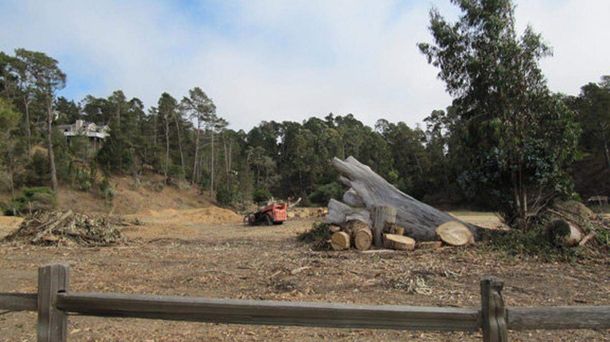 Wood from a eucalyptus tree sits in a pile in the Rodeo Grounds/East Ranch section of Fiscalini Ranch Preserve after 14 of the trees were cut down recently.