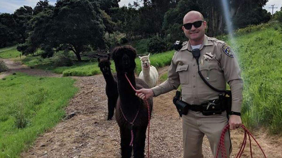 A CHP officer leads a pack of alpacas that were on the loose in the Hope Ranch area of Santa Barbara on Sunday. The animals were rounded up by the CHP and Santa Barbara County Animal Services.