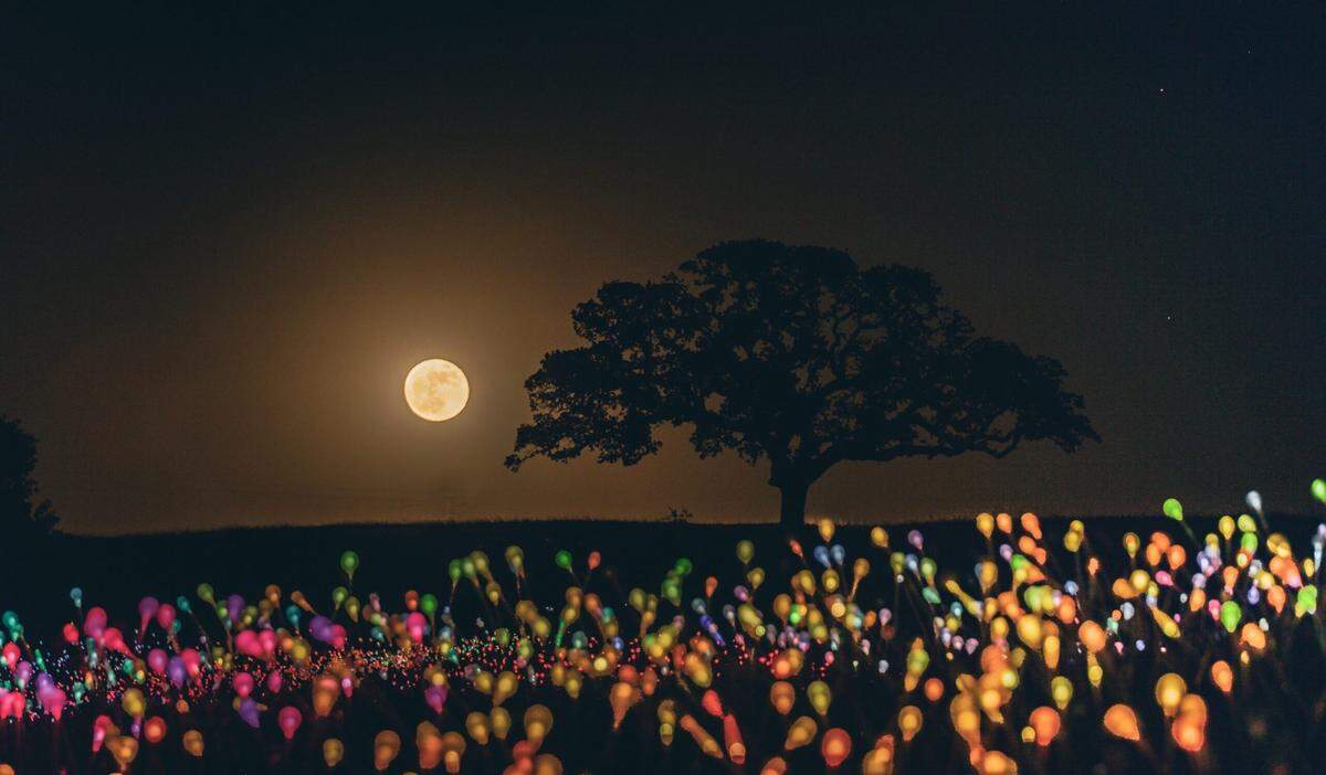 The Super Flower Blood Moon rises Wednesday night over the Field of Light at Sensorio.