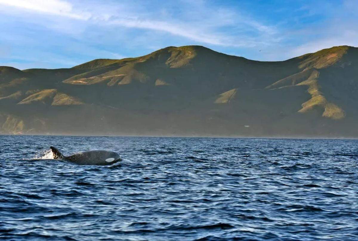 An orca swims in the Santa Barbara Channel in January 2026