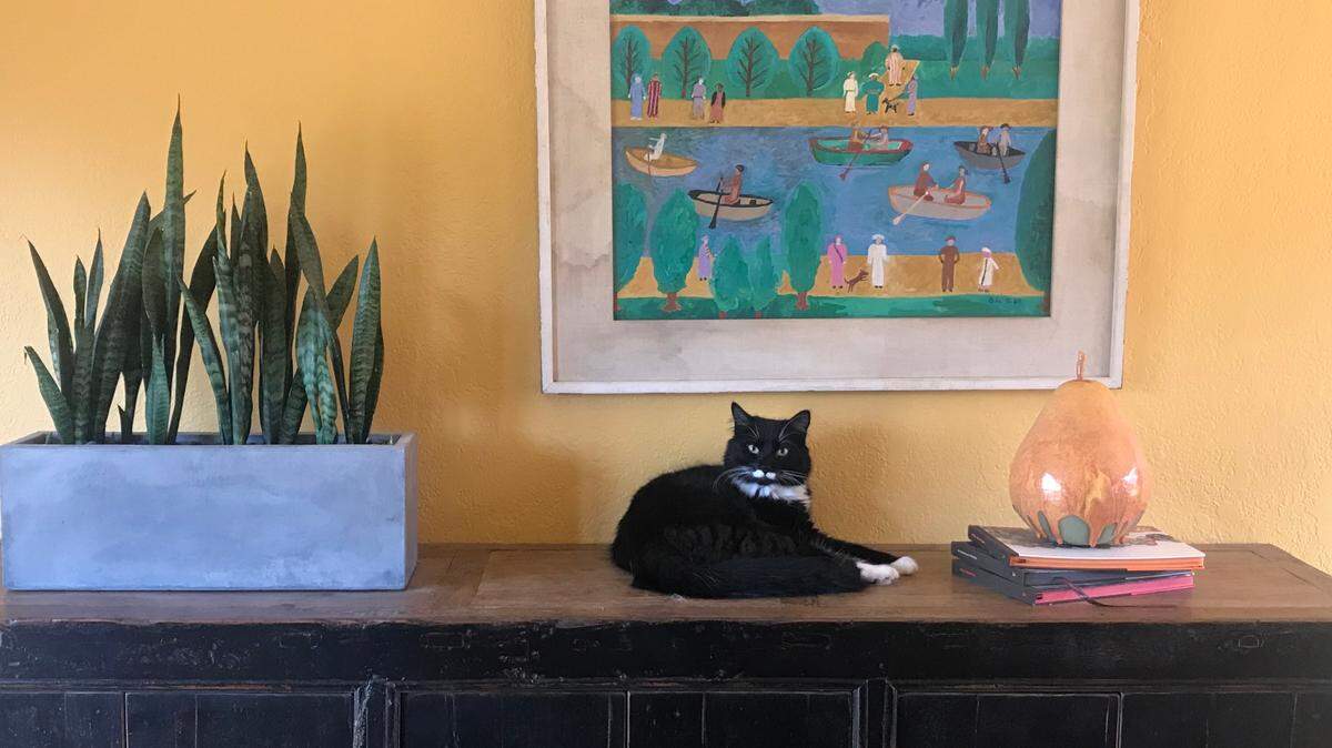 These days, even pets have their own electrical appliances. Sir Boots, seen here, has a plug-in water fountain and litter box.