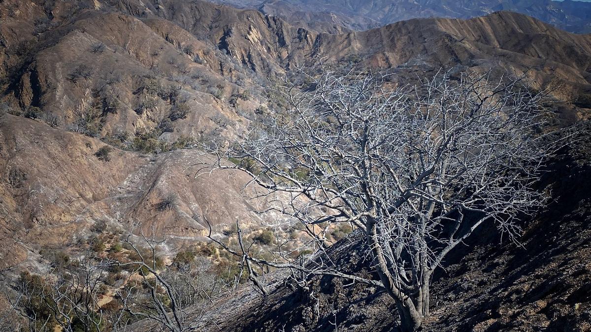 The charred landscape above the Baron Ranch due to the Alisal Fire. The ranch is near the Tajiguas landfill along the Gaviota Coast.
