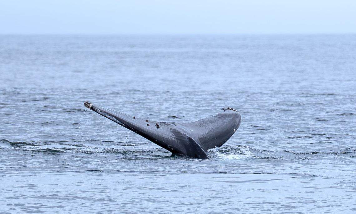 The tail of a humpback whale slips below the waters around a mile from the coast of Morro Bay on Monday, Sept. 29, 2025. Humpback whales can be seen in the waters of the Pacific Ocean near San Luis Obispo County from April through November during their migration.