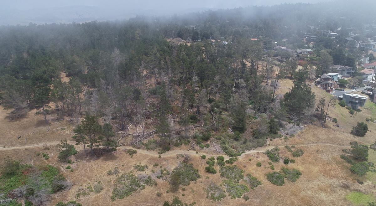 A photo taken on July 8 of the downed trees from a January atmospheric river storm that hit the Fiscalini Ranch Preserve in Cambria.