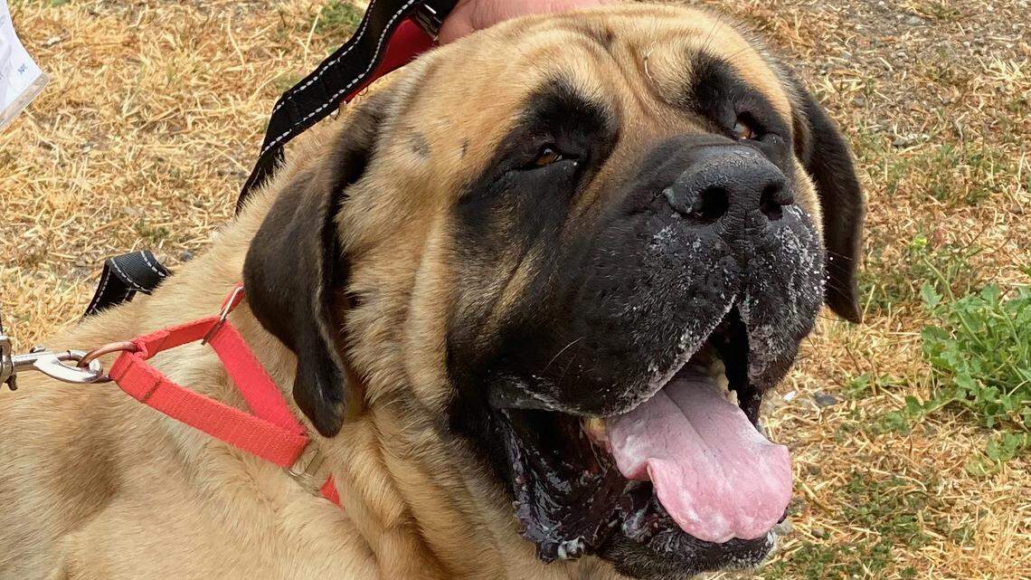 Hooch the mastiff is a ‘gem of a gentle giant’ — and he’s looking for a new home