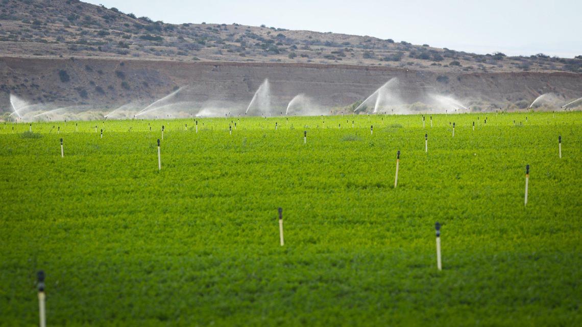 The difference between irrigated and non-irrigated land in the Cuyama Valley is stark. Here, overhead sprinklers fed by groundwater feed a field of carrots on Jue 22, 2022.