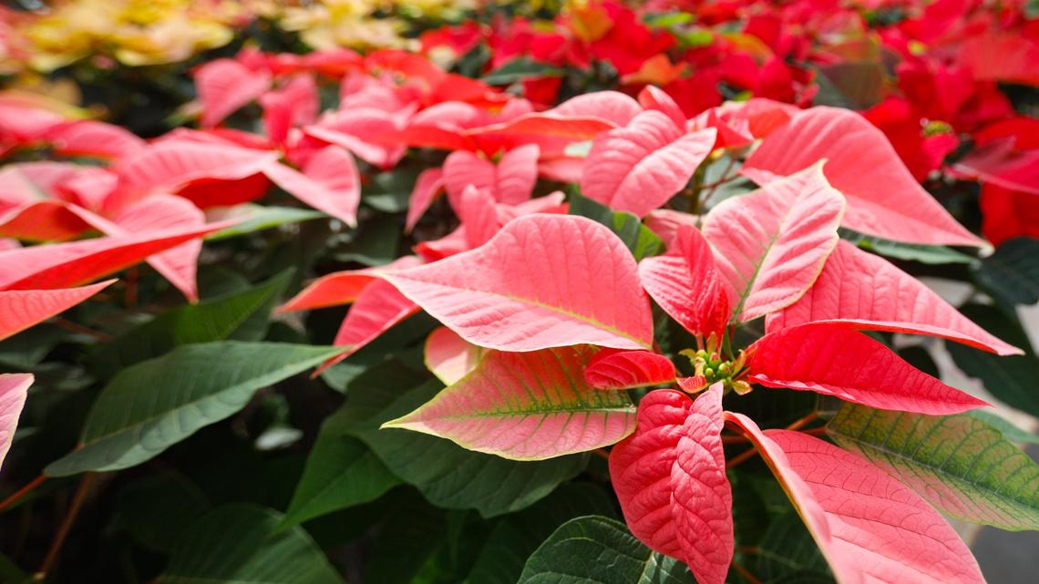 Poinsettia is a Christmas classic — and it thrives on the Central Coast