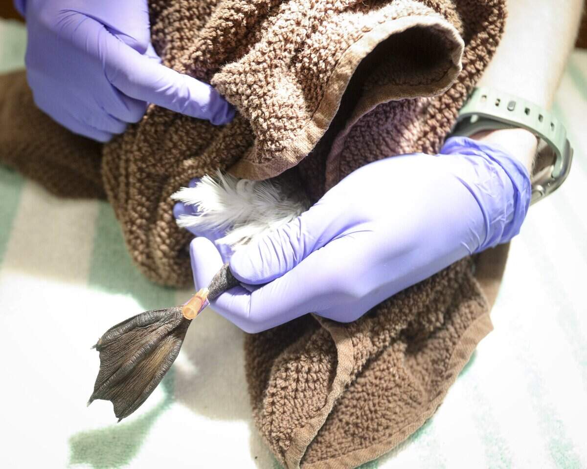Why are these California seabirds starving? El Niño may be why ...