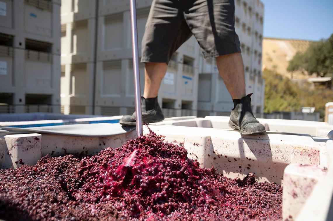 Adrian Perez, associate winemaker at McPrice Myers winery in Paso Robles, punches down grapes on Thursday, Sept. 1, 2022. The practice involves breaking up the cap of skins and solids that forms over fermenting red wine.