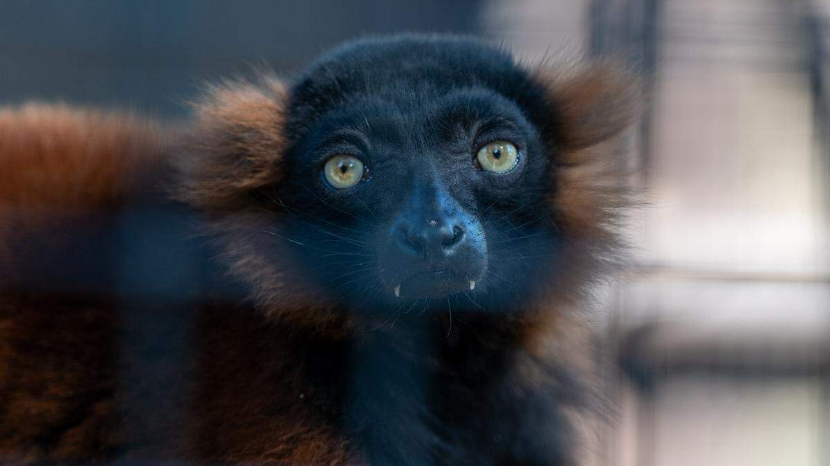 A red ruffed lemur perches in its habitat at the Central Coast Zoo during the grand opening of the zoo's new Madagascar exhibit on Thursday, May 15, 2026. The new exhibit includes red ruffed lemurs, ring-tailed lemurs, Madagascar teal, tortoises and more.