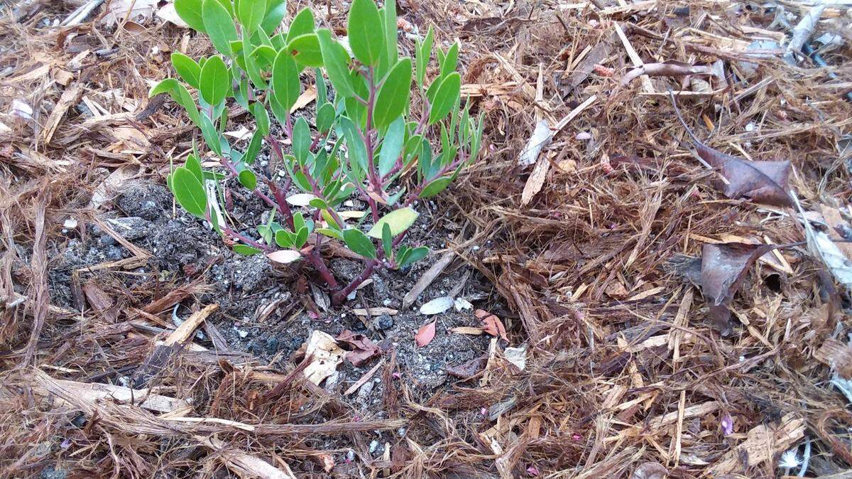 Mulch can help suppress weeds and add nutrients to the soil.