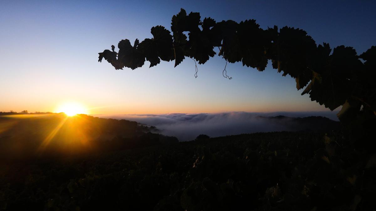 Alta Colina in Paso Robles harvests wine grapes just before dawn in September.