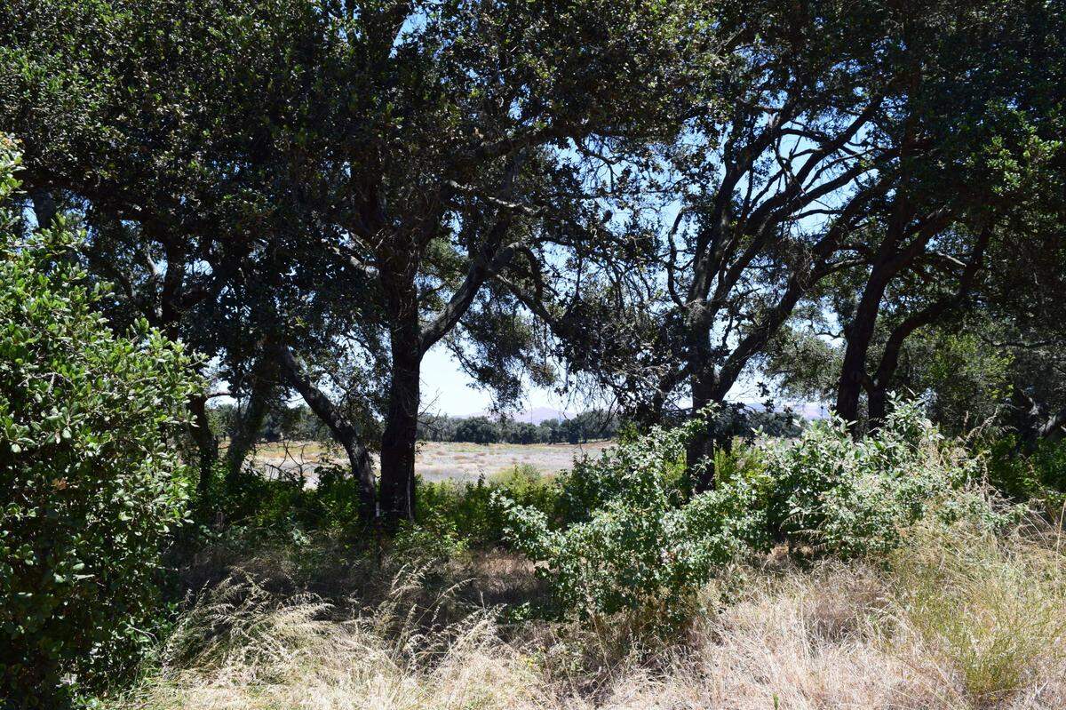 A view of the proposed Dana Reserve site from Herick Avenue in Nipomo.