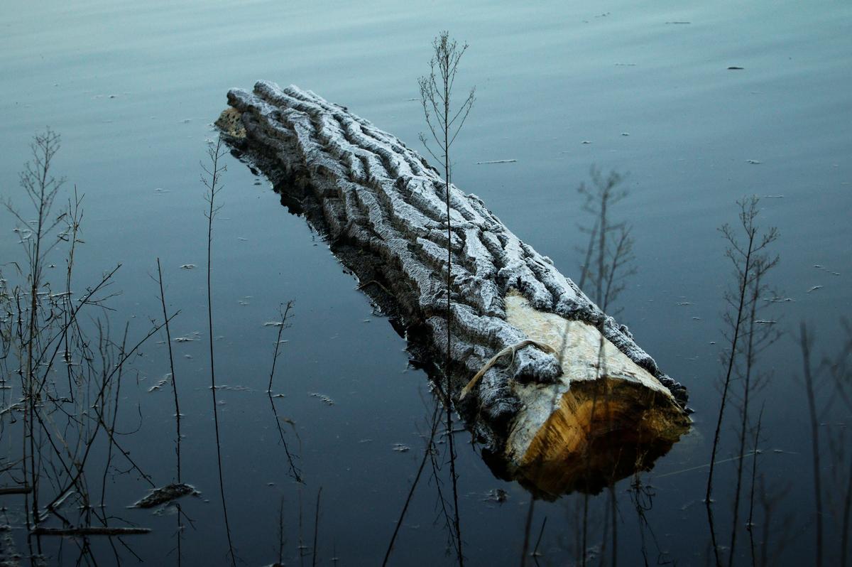 A frost-covered log sits in Atascadero Lake on Thursday morning.