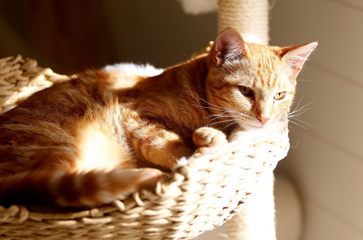 This adoptable orange cat name is Pumpkin. The Caffeinated Cat Cafe hosted its grand opening in Grover Beach on Dec. 14, 2024, after over a year of trying to get the business up and running.