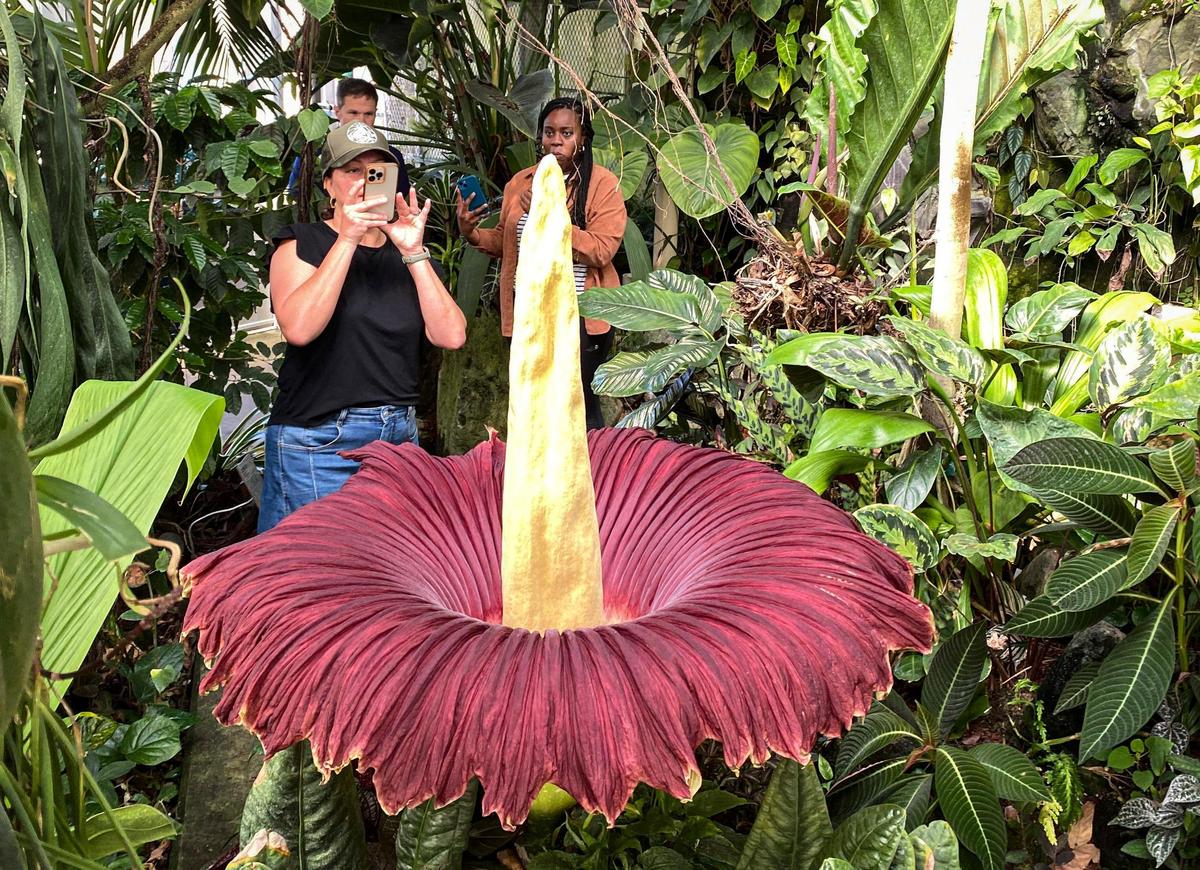 Cal Poly’s campus Plant Conservatory is the site of a rare and brief corpse flower bloom seen here on June 26, 2025.