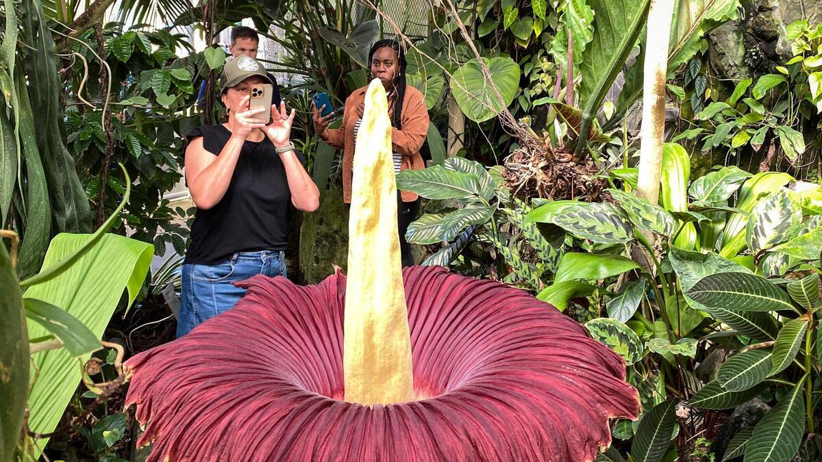Rare corpse flower bloom draws visitors to Cal Poly SLO | San Luis