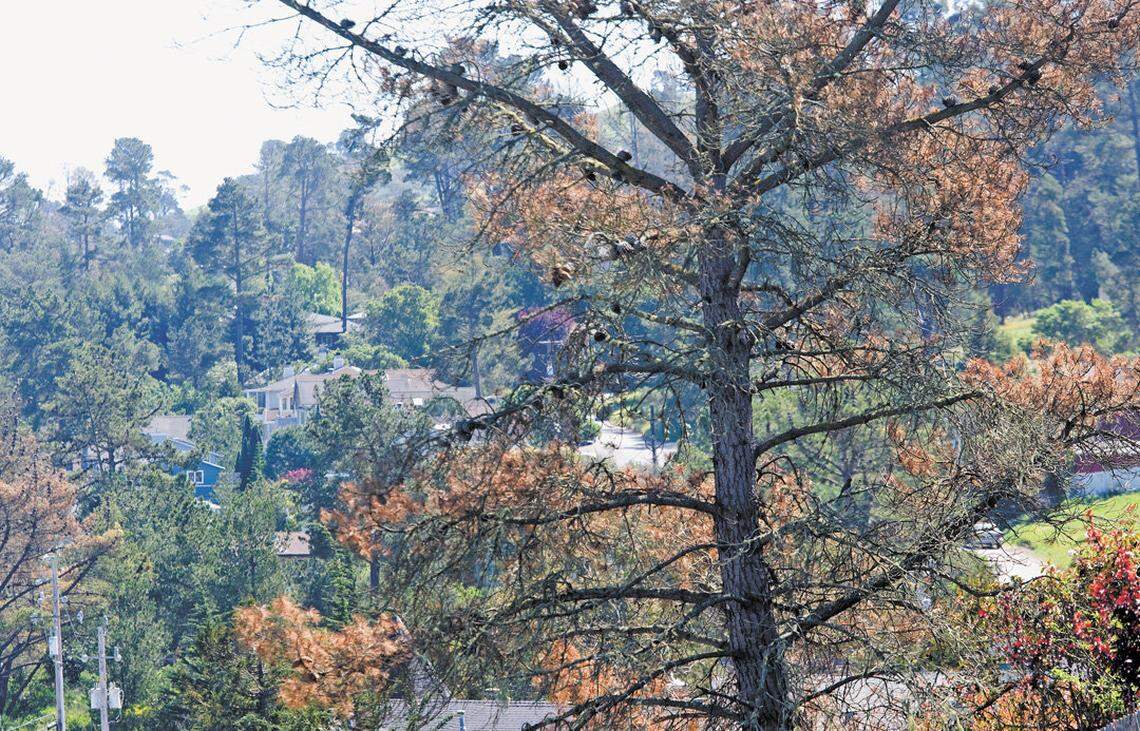 A dead pine is seen on Eton Road in Cambria in 2015. San Luis Obispo residents may need permits to remove trees from their property.