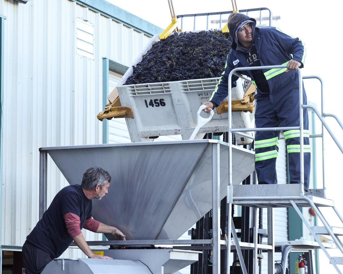 Mark Wolff, left, and Samuel Fuentes destem Petite Sirah grapes after an early morning harvest at Wolff Vineyartds in the Edna Valley Nov. 1, 2023.